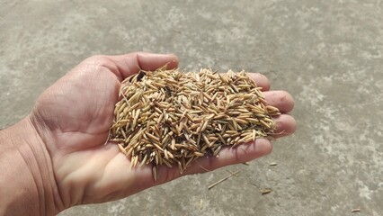 Hand Holding Rice Grains &ndash; Close-Up Agriculture Concept
