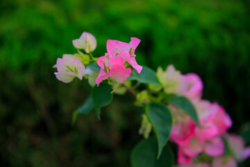 Blooming azaleas, pink in color