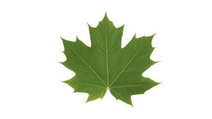 Fresh green maple leaf isolated for seasonal themes and nature designs
