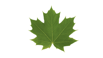 Fresh green maple leaf isolated for seasonal themes and nature designs