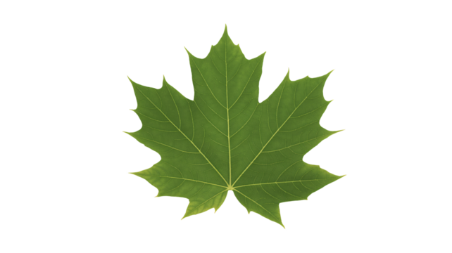 Fresh green maple leaf isolated for seasonal themes and nature designs - Powered by Adobe
