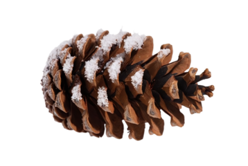 Pinecone Snow Christmas Decor Holiday Nature on Transparent Background PNG