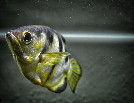 archer fish in aquarium