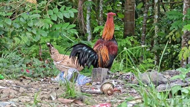 Footage of a free-range rooster and hen standing together in a natural outdoor area. Rural farm animals in a green, wild environment, showing authentic countryside life and behavior.