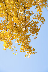Beautiful yellow Ginkgo Leaves against blue sky in Autumn 