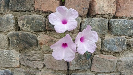 Three Pink Trumpet Flowers Blooming Against an Old Textured Stone and Mortar Wall Background