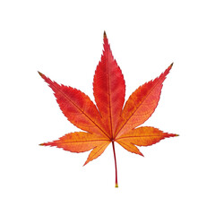 Vibrant Autumn Maple Leaf Isolated on White Background.