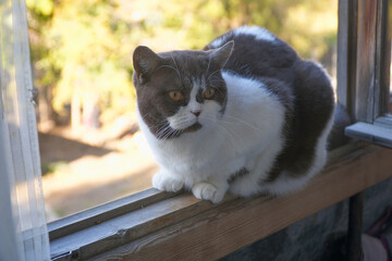 Portrait of a black and white cat sitting on window