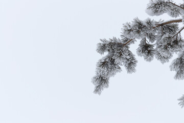 Winter background - fluffy pine branches covered with snow against the sky, bottom view up