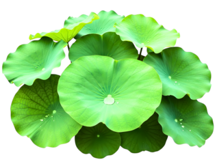 Cluster of vibrant green lotus leaves isolated on transparent background