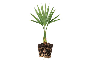 Young Plant Growing in Soil with Roots.