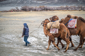 Man guiding three Bactrian camels across the white dunes.High-altitude desert scenery, adventure travel, and cultural authenticity make this a strong commercial stock photo