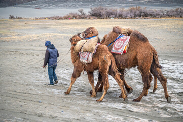 Man guiding three Bactrian camels across the white dunes.High-altitude desert scenery, adventure travel, and cultural authenticity make this a strong commercial stock photo