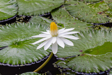 Beautiful white water lily flower with yellow stamen blooming above large green lily pads in dark pond water