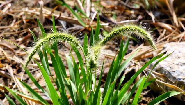 Vibrant green wild foxtail grass growing in dry soil.