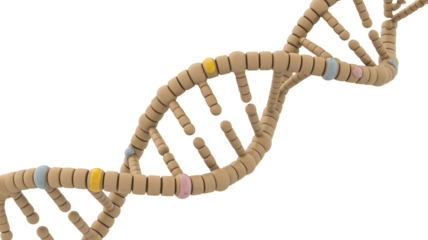 Dynamic DNA structure model for medical research and genetic studies