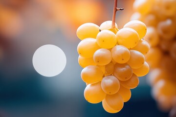 Fresh Yellow Grapes Hanging on the Vine with Warm Background Bokeh Effect