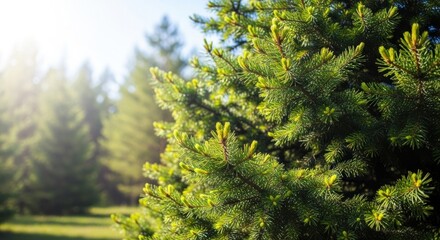 A green pine tree branch with sunlight shining through the leaves.