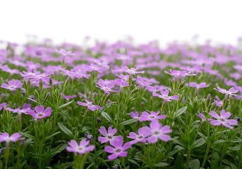 Obraz premium Vibrant purple blossoms filling a lush green field, nature's beauty