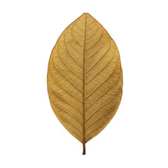 Fototapeta premium Detailed close-up of a dried, textured leaf with vein structure isolated on white background
