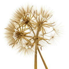 Obraz premium Dried dandelion seed heads close up, delicate brown hues, botanical detail isolated on white background