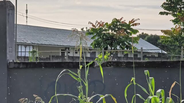 Footage of a sparrow perched on a fence during a sunshower, bathing in warm afternoon sunlight while raindrops fall. A unique natural phenomenon combining rain and bright sunshine.