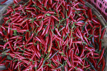 Fototapeta premium Vibrant close up background of fresh red hot chili pepper. This spicy food ingredient adds fiery flavor and intense heat to healthy cuisine, colorful and natural harvest