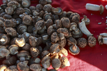 Large pile of fresh raw shiitake mushroom ingredient on red background. Healthy organic food from farm market. close up view of gourmet edible fungi for cooking
