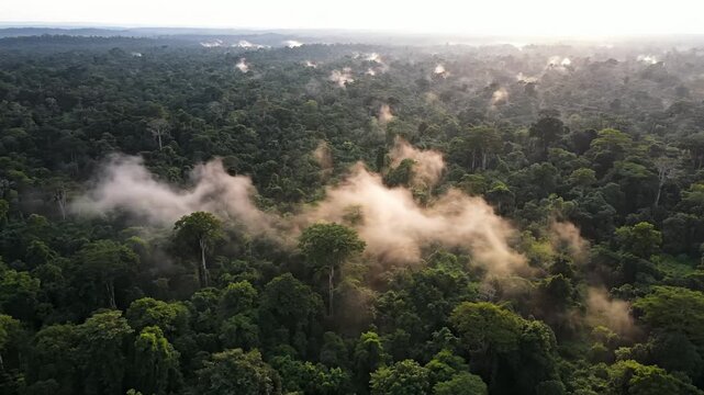 Fog and Mist Rolling Through Tropical Forest Canopy From Above
