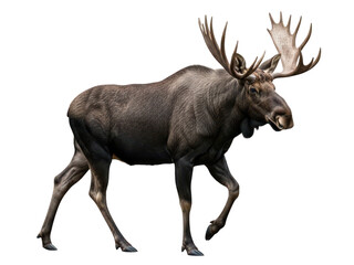 Fototapeta premium Majestic bull moose with large antlers walking isolated on transparent background in studio shot