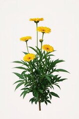 Vibrant arrangement of bright yellow flowers, featuring a cluster of open blooms with striking yellow petals, complemented by lush green foliage and stems, presented against a clean white background,