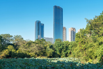 Obraz premium city park with modern building background in shanghai