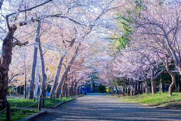 北海道神宮の桜