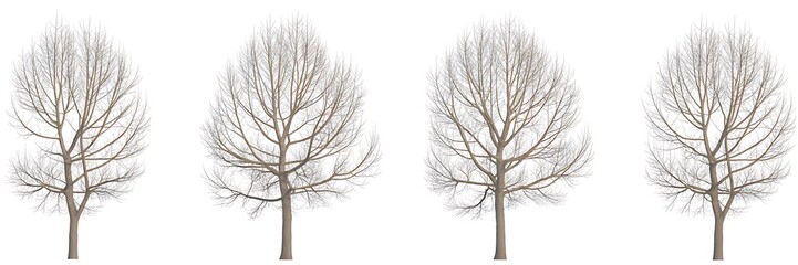 Obraz premium Four slender bare deciduous trees with delicate branches and subtle hints of color against a clean white background