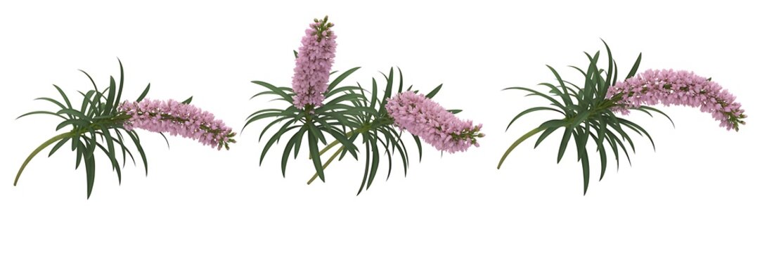 Three delicate pink liatris flower clusters with green grass like foliage against a clean white background
