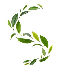 Fototapeta premium Elegant s shape formed by fresh green tea leaves arranged artistically on a white background
