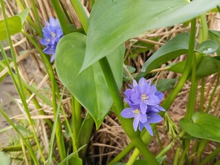 Water hyacinth flower (Pontederia crassipes) in rice fields, Close up view 