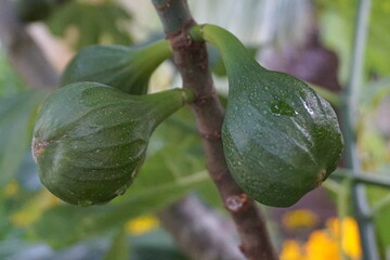 Green Unripe Figs Growing on Tree Branch with Fresh Morning Dew Drops in Natural Garden Environment &mdash; Close-Up Macro Fruit Photography
