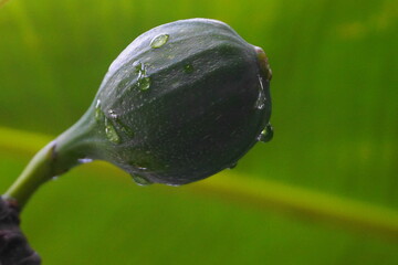 Green Unripe Figs Growing on Tree Branch with Fresh Morning Dew Drops in Natural Garden Environment &mdash; Close-Up Macro Fruit Photography