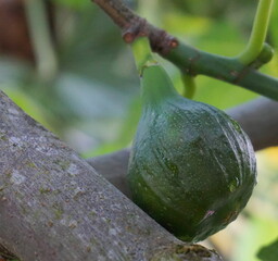 Green Unripe Figs Growing on Tree Branch with Fresh Morning Dew Drops in Natural Garden Environment &mdash; Close-Up Macro Fruit Photography