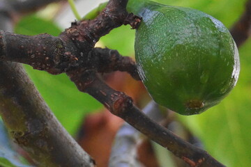 Green Unripe Figs Growing on Tree Branch with Fresh Morning Dew Drops in Natural Garden Environment &mdash; Close-Up Macro Fruit Photography
