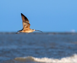 Long-billed curlew (Numenius americanus) in flight over the ocean in Galveston, Texas. Captured against a blue water backdrop, showcasing its distinctive long beak.