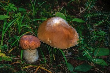 mushroom in the forest