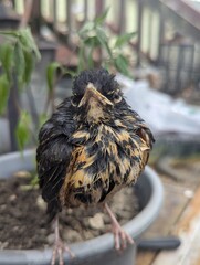 little chicken on the ground