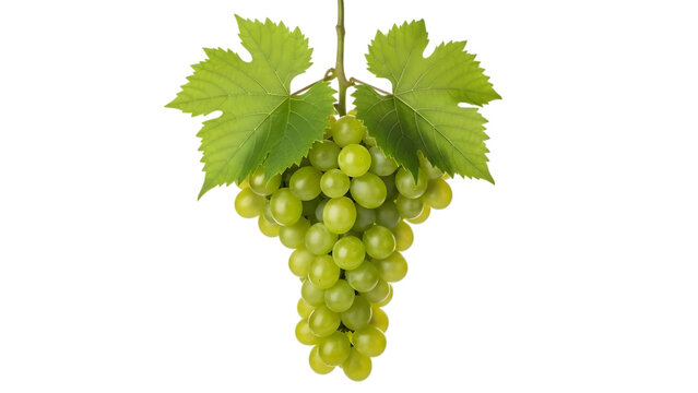 Fresh green grapes with leaves hanging isolated on transparent background