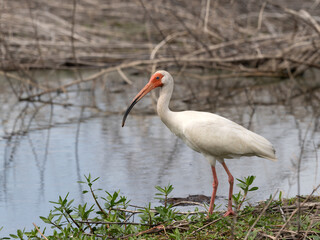 American White Ibis Standing on a Shoreline in Brazos Bend State Park in Texas