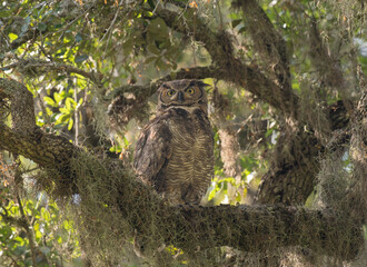 Adult Great Horned Owl Perched on a Tree Limb Covered with Spanish Moss