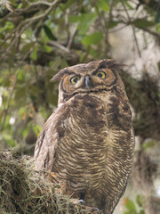 Close Up of an Alert Adult Great Horned Owl Perched on a Branch