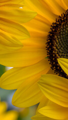 Close up scene of sunflowers on a warm yellow backdrop