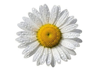 Close-up of a single white daisy flower with a yellow center covered in glistening water droplets, isolated on a pure black background, highlighting delicate petals and morning dew. 